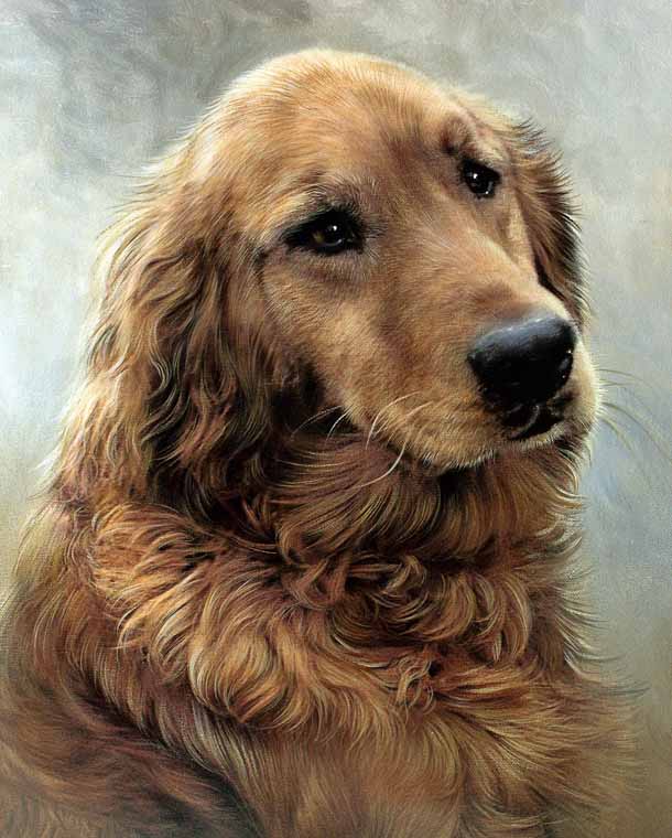 Golden Retriever